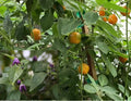 Manzano Chile Seeds - Capsicum pubescens Apple Chili Pepper, Rocoto Variety, 25+ Seeds for Gardening, Organic, Fruity Flavor