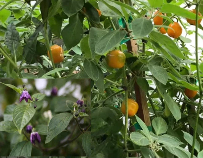 Manzano Chile Seeds - Capsicum pubescens Apple Chili Pepper, Rocoto Variety, 25+ Seeds for Gardening, Organic, Fruity Flavor