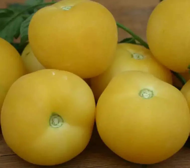 Garden Peach Tomato Seeds - 50+ Indeterminate Heirloom Vegetable Seeds Solanum lycopersicum for Salad and Slicing