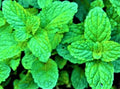 Lemon Balm Seeds Non-GMO Melissa officinalis Herb Seeds for Culinary & Garden, 100+ Seeds