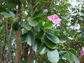 Pink Poui Flowering Trumpet Seeds – 20 Count, Tropical Tree, Pink Blooms, Tabebuia rosea, Ornamental Garden Plant