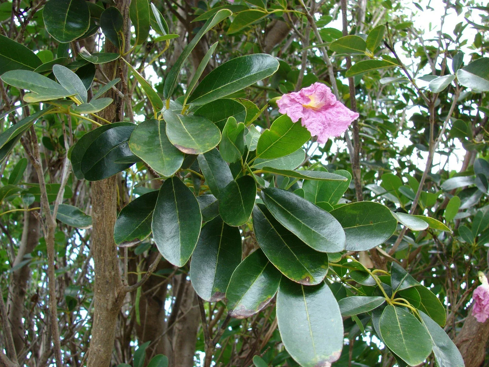 Pink Poui Flowering Trumpet Seeds – 20 Count, Tropical Tree, Pink Blooms, Tabebuia rosea, Ornamental Garden Plant