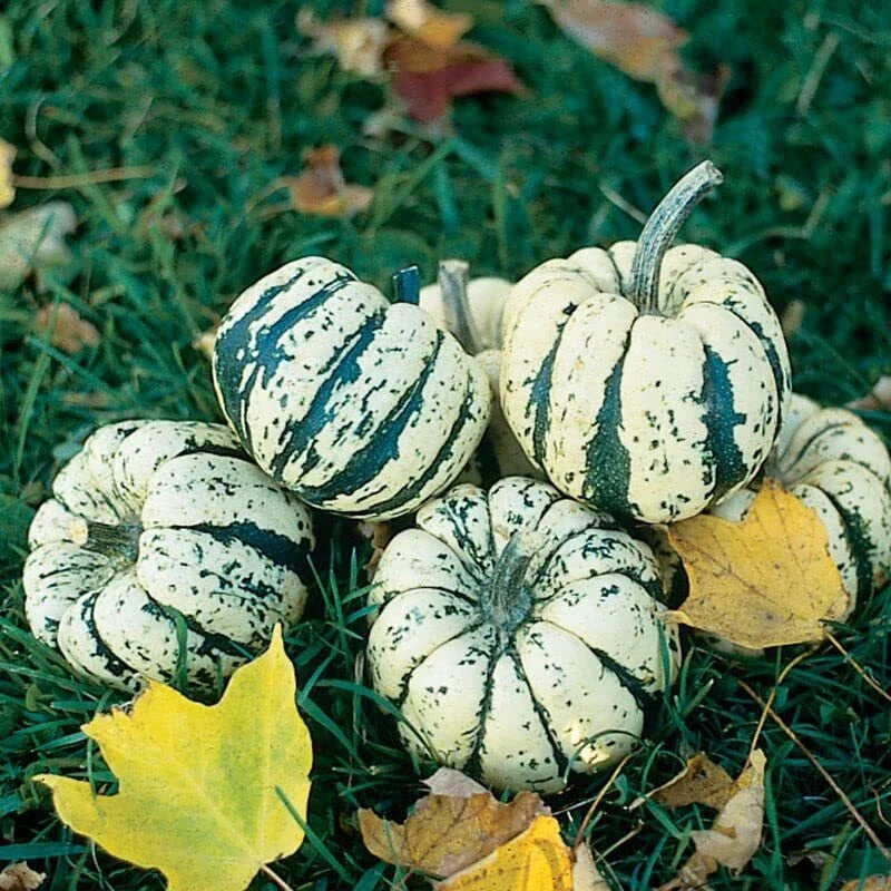 Sweet Dumpling Squash Seeds - 20 Pack, Cucurbita pepo, Compact Bush, Cream & Green Varieties for Planting