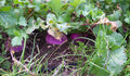 Organic Purple Top White Globe Turnip Seeds – Heirloom Brassica rapa, Non-GMO Vegetable Garden, 50+ Pack