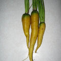 Jaune du Doubs Carrot Seeds - Heirloom Daucus carota, 1000+ Seeds for Garden Planting, Vibrant Yellow Root Vegetable