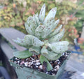 Adromischus Cooperi Plover Egg Plant - 4" Succulent in Pot, Rare Green Rosette Plant