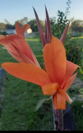 Canna Lily Seeds - 10 Pack - Orange - Canna indica - Vibrant Summer Blooming Flower Seeds