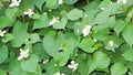 20 Live Bare Root Fish Mint Plants, Houttuynia Cordata, Asian Herb, Diáº¿p CÃ¡ for Culinary Use