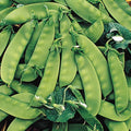 Oregon Sugar Pod II Peas Seeds 8 Oz - Heirloom Non-GMO Snow Pea Pisum sativum for Home Garden