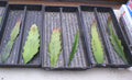 Epiphyllum Cutting - Summer of '84 Orchid Cactus - Climbing Indoor Houseplant - Epiphyllum spp.