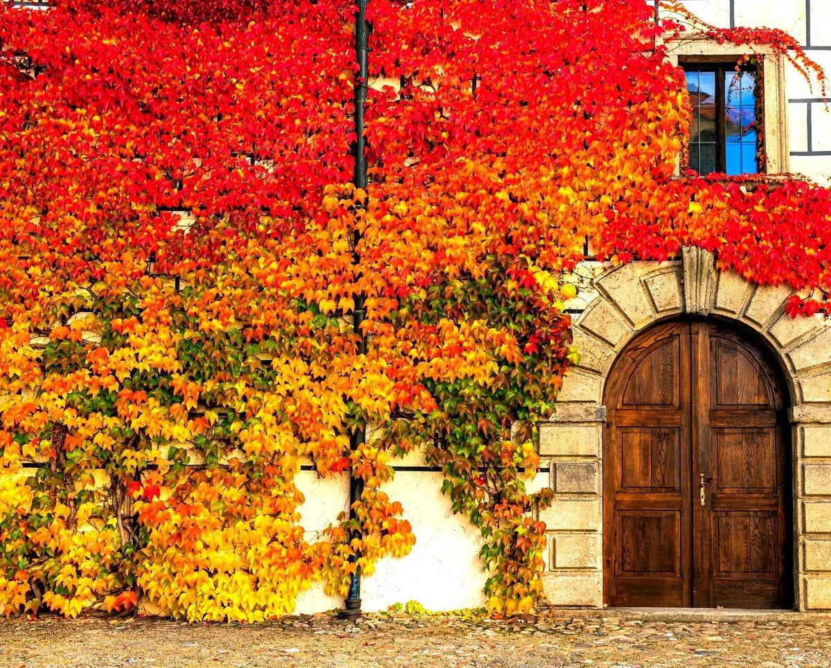 Virginia Creeper Seeds - 50+ Seeds, Parthenocissus quinquefolia, Fast-Growing Climbing Vine for Gardens & Landscapes
