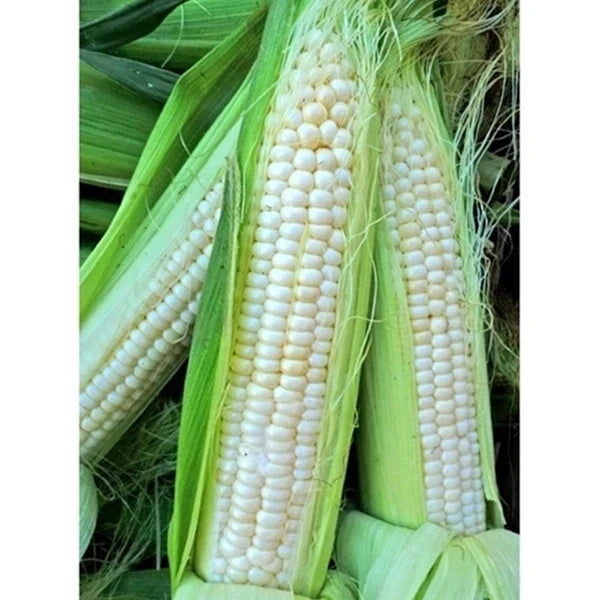 Sweet Corn Seeds - Silver King Variety, Heirloom, Zea mays, Full Sun, 100 Seeds, Juicy Ears, Non-GMO, Home Garden