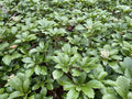 Pachysandra Ground Cover Plants - 100 Rooted Plants for Shade, Low Maintenance, Pachysandra terminalis, Evergreen Ground Cover