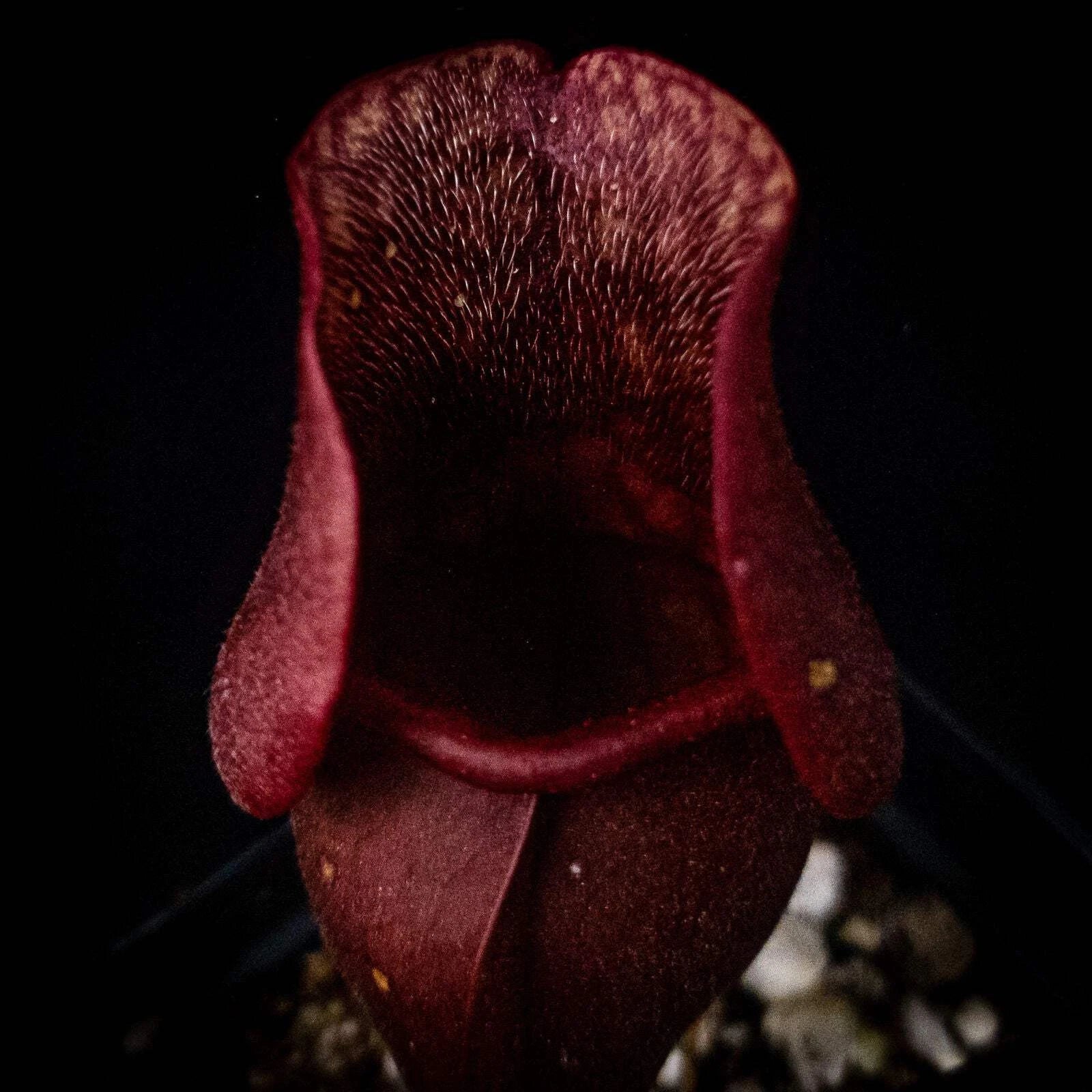 Sarracenia purpurea Venosa Red Pitcher Plant - Carnivorous Live Plant in Pot, Red-Striped Leaves, Bog Garden, Terrarium