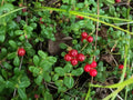 Lingonberry Live Plant Rhizomes 4-Pack | Vaccinium vitis-idaea Bare Root Shrubs for Garden & Landscape