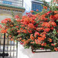 Set of 2 Live Sundown Orange Bougainvillea Plants – Climbing Vine, Rare Color, Bougainvillea glabra, No Pot