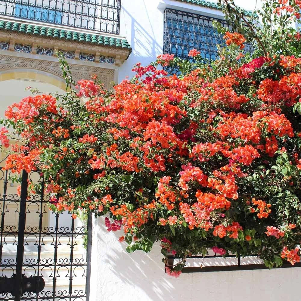 Set of 2 Live Sundown Orange Bougainvillea Plants – Climbing Vine, Rare Color, Bougainvillea glabra, No Pot
