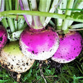 Purple Top Turnip Seeds - Brassica rapa - 100 Pack - Edible Roots for Spring & Fall Gardening