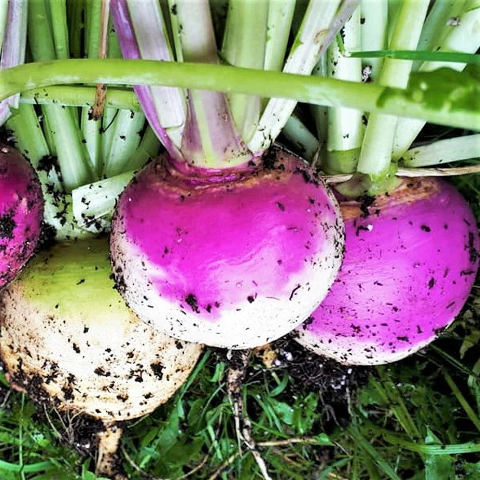 Purple Top Turnip Seeds - Brassica rapa - 100 Pack - Edible Roots for Spring & Fall Gardening