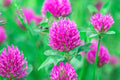 Red Clover Seed - 500+ Seeds for Food Plots, Cover Crops, Pasture Mixes - Trifolium pratense