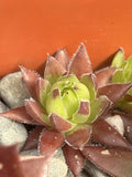 Live Succulent Plant, Sempervivum globiferum ‘Hedgehog’, Drought Tolerant, Rosette, Clumping, Indoor Outdoor