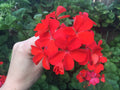 Orange Red Pelargonium Zonal Geranium Live Plant Starter Cuttings 4x6" Pelargonium × hortorum