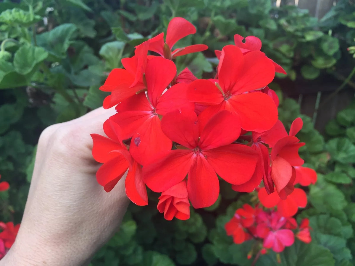 Orange Red Pelargonium Zonal Geranium Live Plant Starter Cuttings 4x6" Pelargonium × hortorum