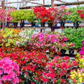 Azalea Seeds Mix | Multi-Color Rhododendron Flower Seeds | Shrub Bush | Rhododendron spp.