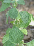 Horehound Herb Seeds - 250+ Organic Marrubium Vulgare Seeds for Planting, Culinary & Medicinal Use