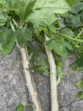 Chaya Cuttings - 15 Hawaii Maya Tree Spinach - Volcanic Soil Superfood - Cnidoscolus aconitifolius