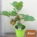 Kiwi Dwarf Vine Seeds Pack of 30+ | Actinidia deliciosa | Woody Vine for Small Gardens & Containers