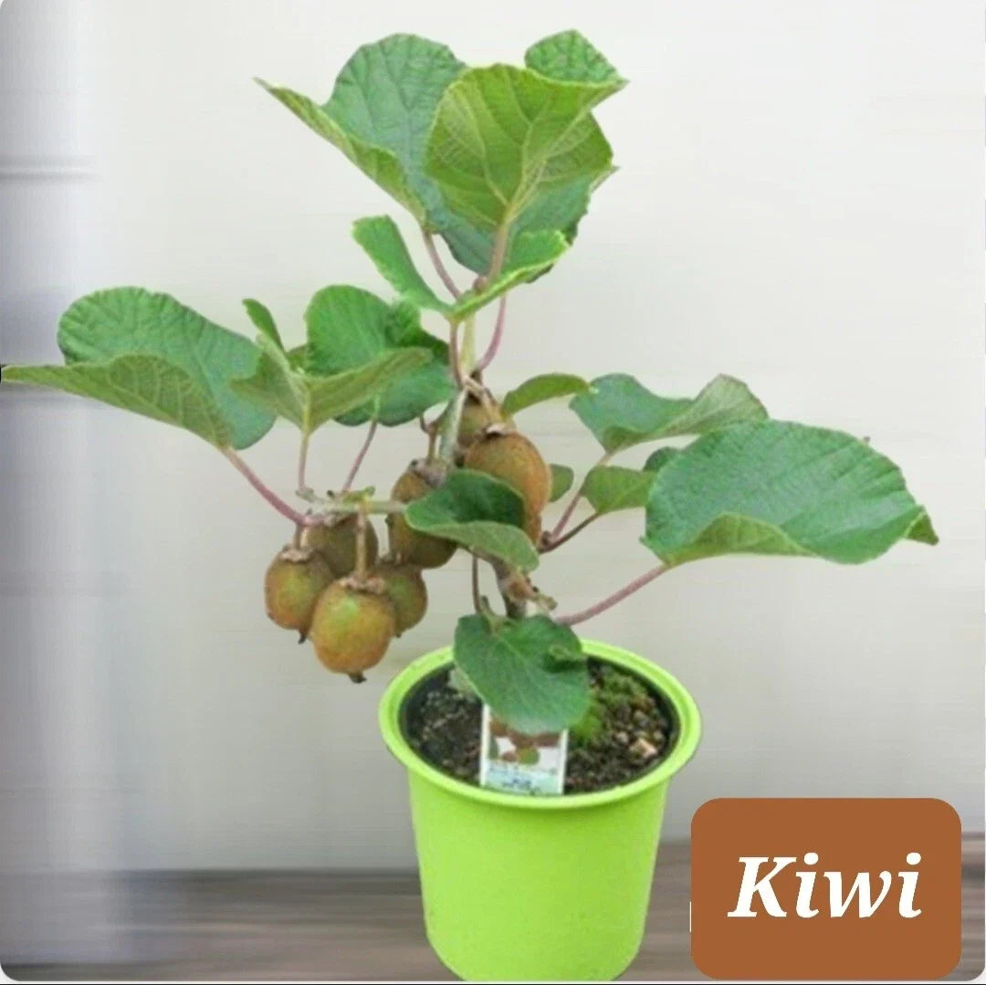 Kiwi Dwarf Vine Seeds Pack of 30+ | Actinidia deliciosa | Woody Vine for Small Gardens & Containers