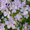 Melinda Geranium Seeds Pack – Pelargonium x hortorum Annual for Garden, Pots, Borders, 25+ Seeds, USA Grown
