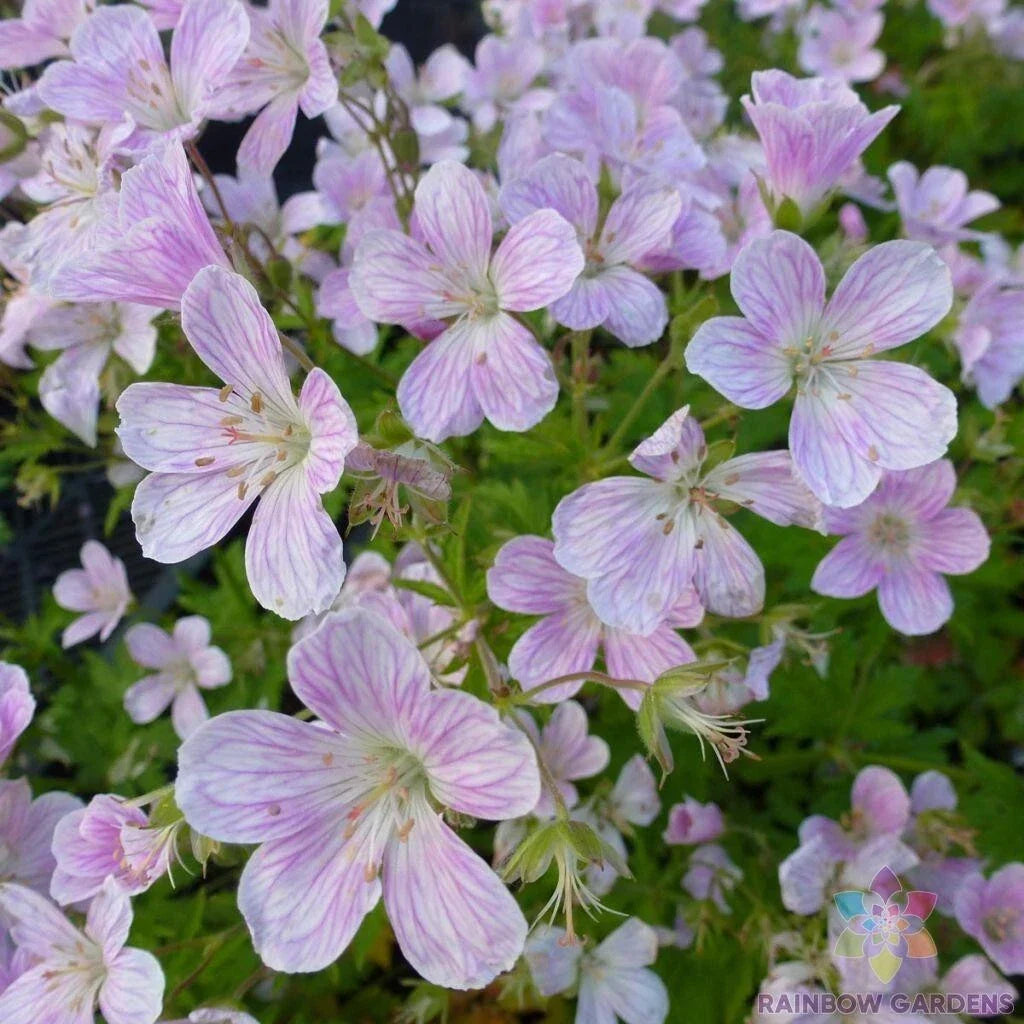 Melinda Geranium Seeds Pack – Pelargonium x hortorum Annual for Garden, Pots, Borders, 25+ Seeds, USA Grown