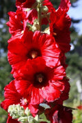 Bright Red Hollyhock Seeds - Perennial Flower Seeds for Borders & Cottage Gardens - Alcea rosea - 25 Seeds