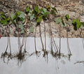 Florida Red Maple Seedlings 8"-15" Acer Rubrum Live Trees for Landscaping, Deciduous, Fast-Growing, Deer-Resistant, Outdoor Plant
