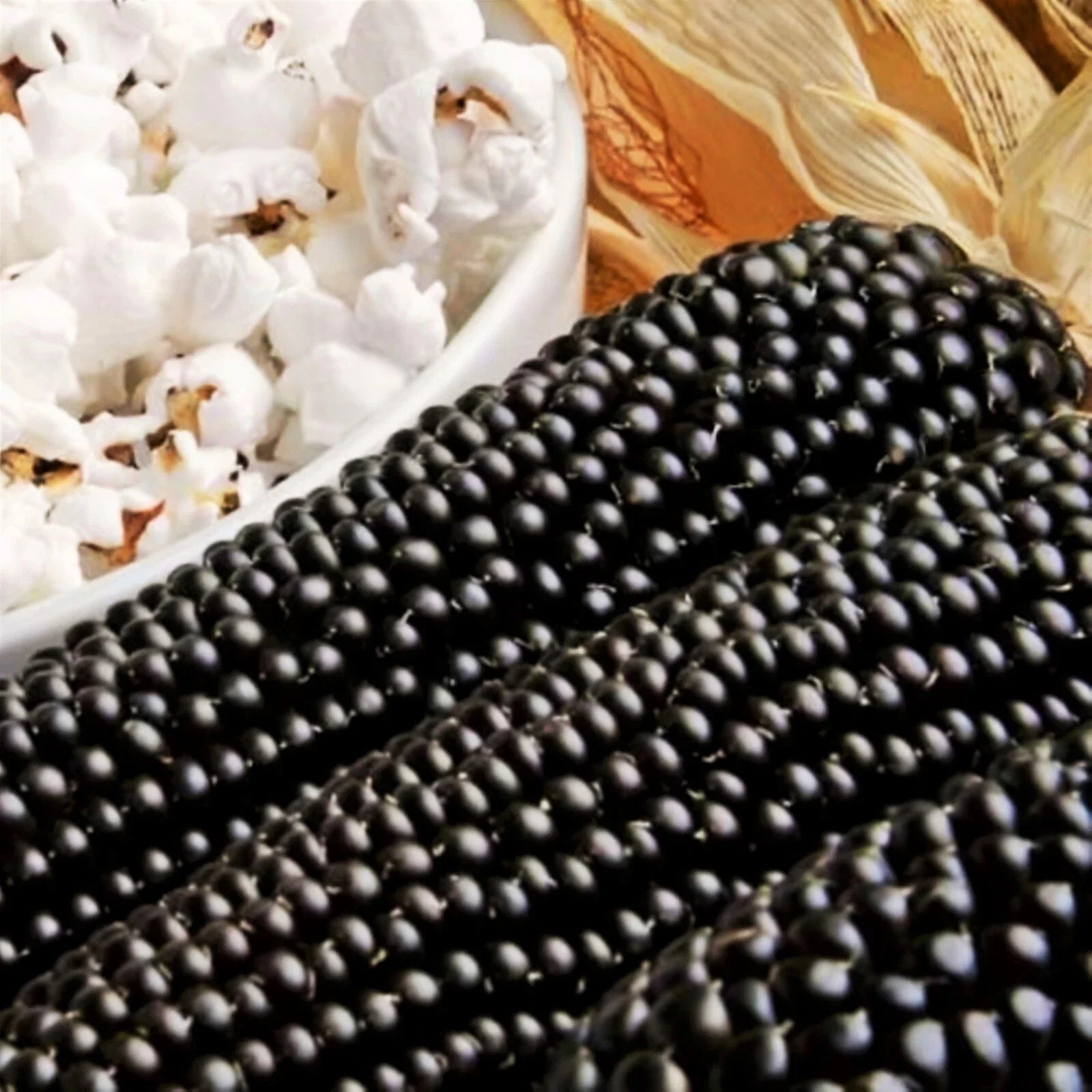 Dakota Black Popcorn Seeds | Ornamental Purple Blue Zea mays everta | Popping Corn for Garden & Decoration