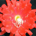 Epiphyllum "Edith Belle" Orchid Cactus Cuttings – Tropical Succulent Plant for Propagation and Indoor Gardens