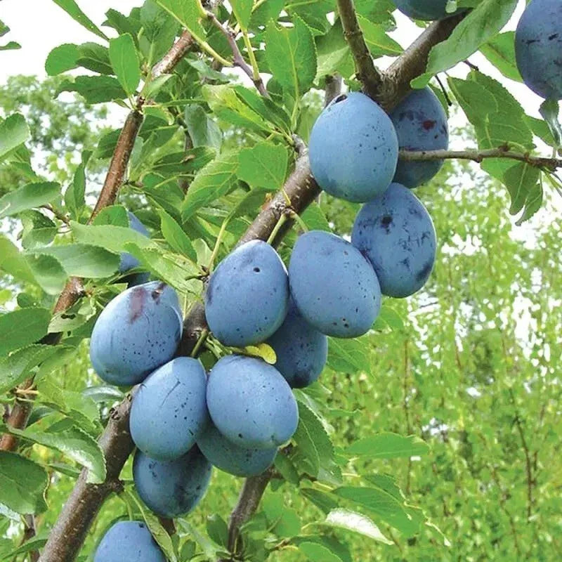 European Freestone Plum Cuttings - 2 PCS Dark Blue Purple Prunus domestica Fruit Tree Propagation