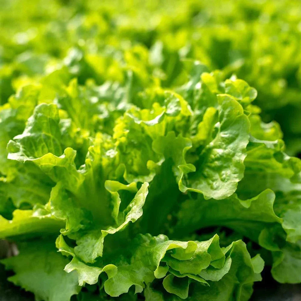 Salad Bowl Lettuce Seeds - 1000+ Non-GMO Seeds for Home Garden, Fast-Growing Lactuca sativa, Perfect for Salad and Container Gardening