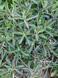 Live Euphorbia Lathyris Caper Spurge Plant – Well-Rooted Perennial for Borders & Dry Gardens