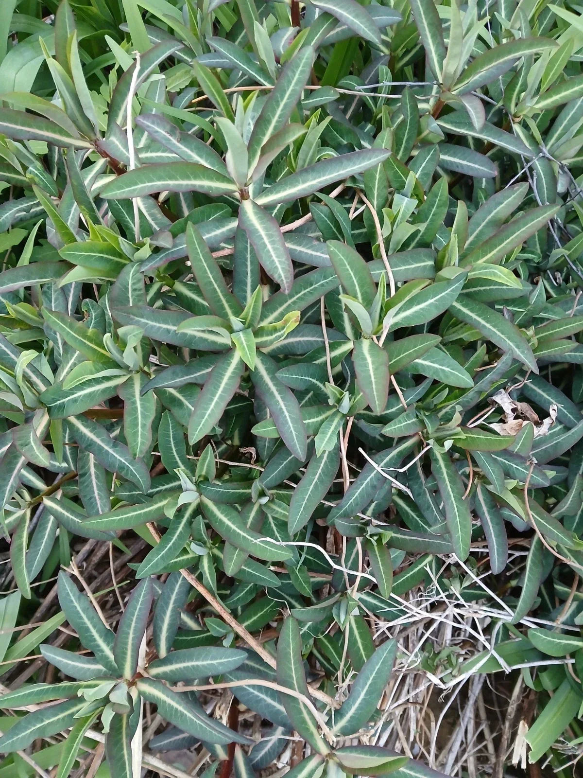 Live Euphorbia Lathyris Caper Spurge Plant – Well-Rooted Perennial for Borders & Dry Gardens