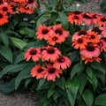 Echinacea purpurea Seeds - Tanager Coneflower Perennial Pack of 50 - Vibrant Blooming Flowers for Gardens and Pollinators