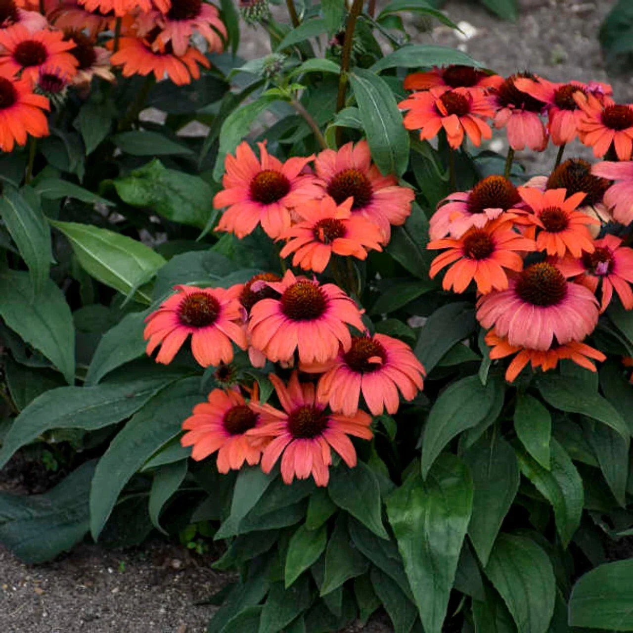 Echinacea purpurea Seeds - Tanager Coneflower Perennial Pack of 50 - Vibrant Blooming Flowers for Gardens and Pollinators