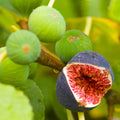 Brown Turkey Fig Tree Starter Plants 4-6" Live Rooted Ficus carica 'Brown Turkey' for Garden or Container