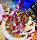 Tradescantia Zebrina Plant - Easy Care Indoor Houseplant with Striped Purple & Green Leaves