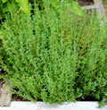 Thyme Seeds for Planting, Organic Thymus vulgaris Herb Garden Seeds, Non-GMO, High Germination, Culinary & Garden Use, 2025
