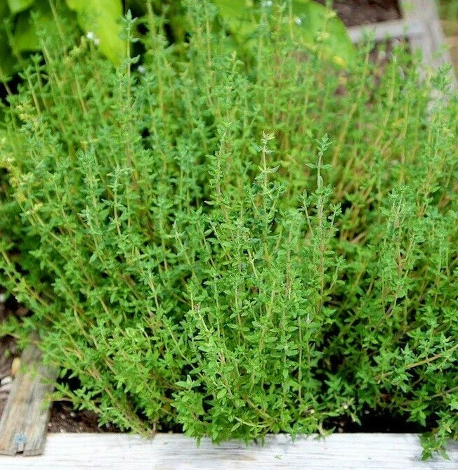 Thyme Seeds for Planting, Organic Thymus vulgaris Herb Garden Seeds, Non-GMO, High Germination, Culinary & Garden Use, 2025