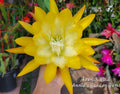 Epiphyllum Cuttings 8-10 Inches French Gold Unrooted Epiphyllum oxypetalum for Propagation