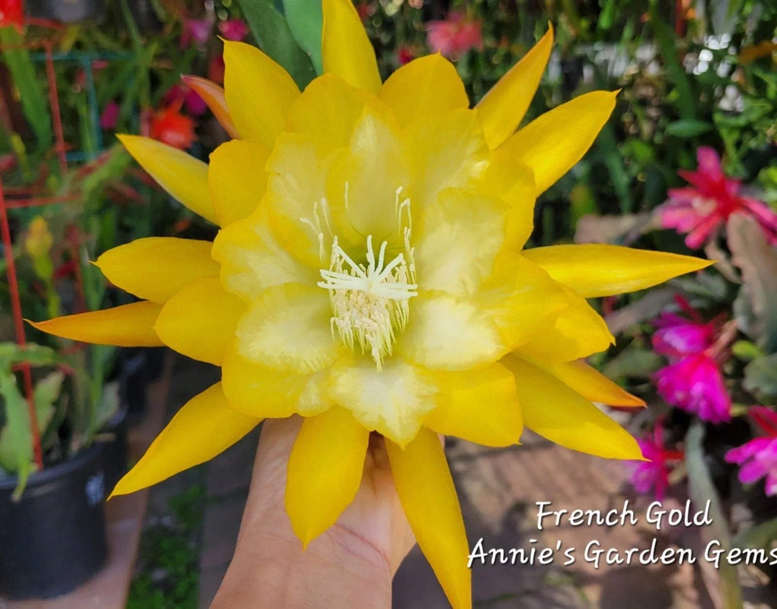 Epiphyllum Cuttings 8-10 Inches French Gold Unrooted Epiphyllum oxypetalum for Propagation